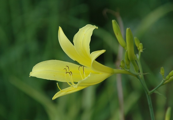 3.黄花菜（Hemerocallis citrina）俗称金针菜，食用干燥的花蕾，徐晔春拍摄.jpg