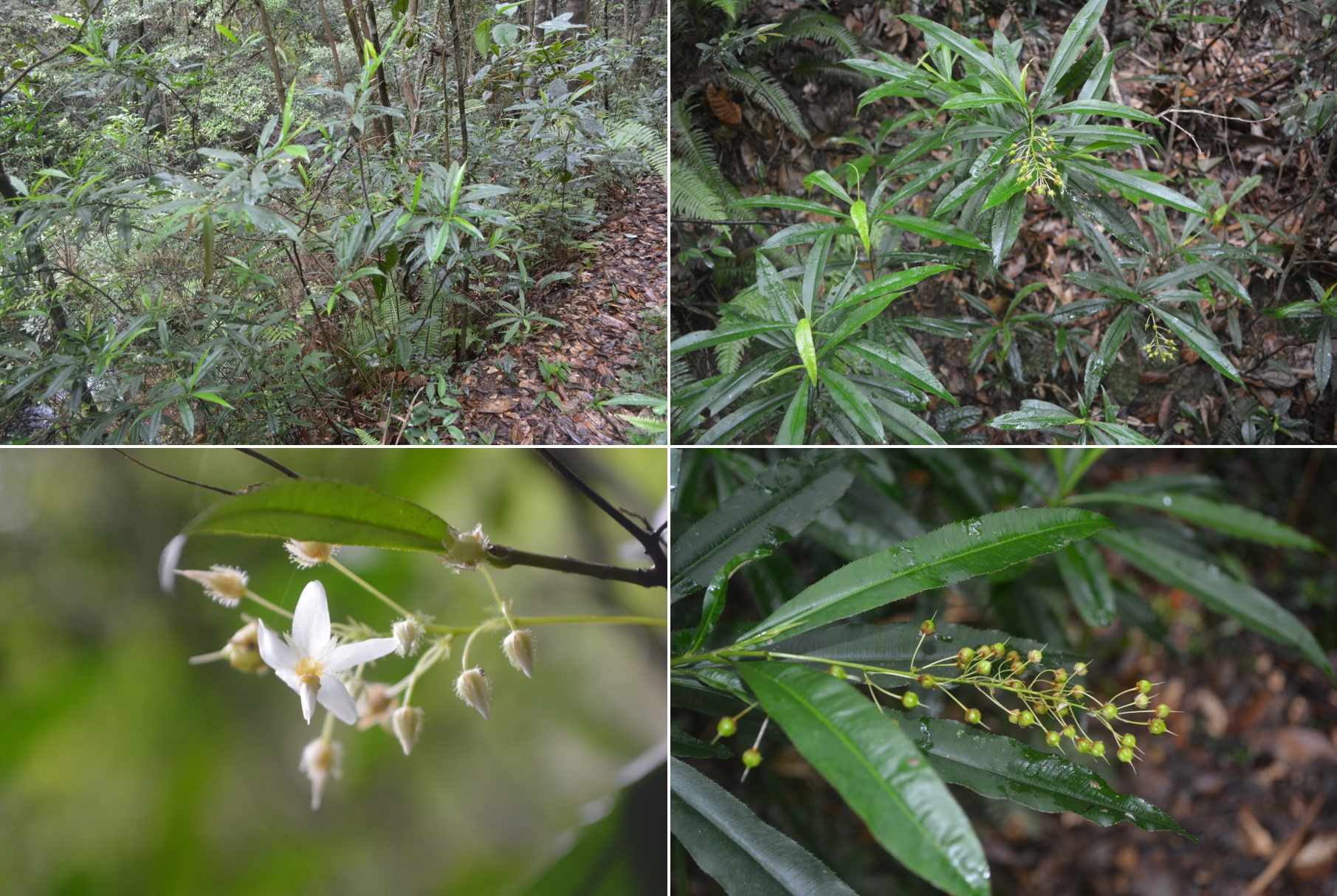 6.合柱金莲木野外种群调查