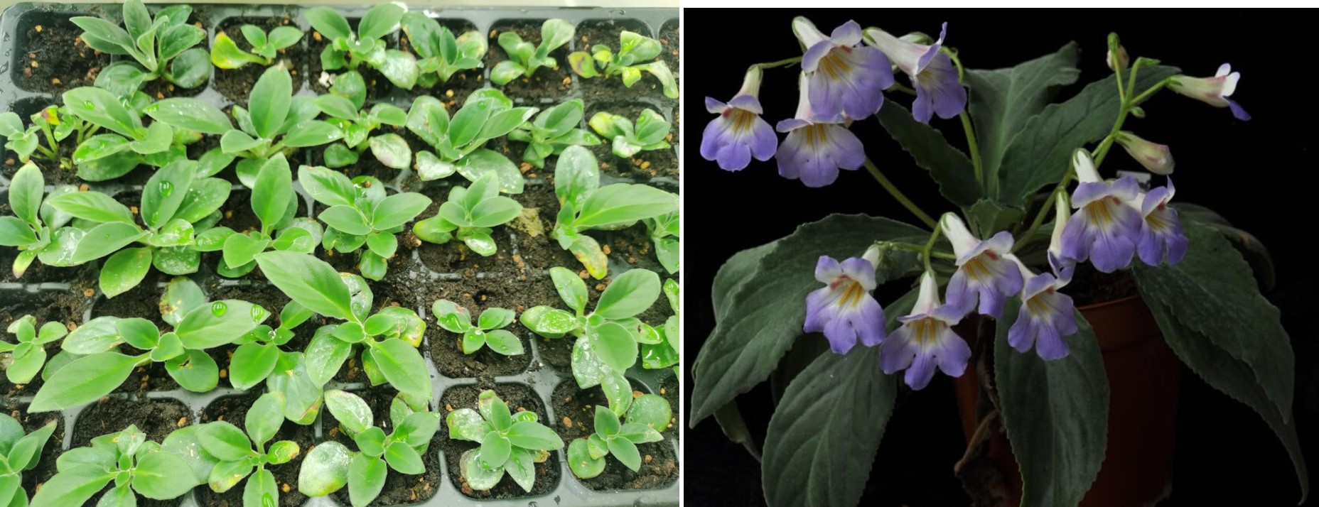 5.人工栽培繁殖的封开报春苣苔