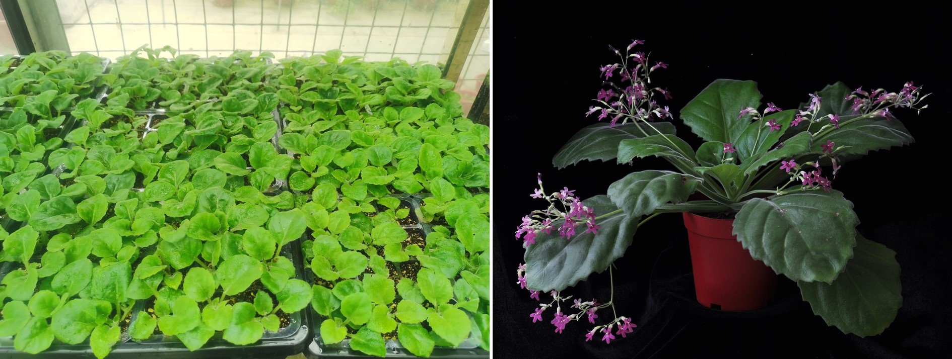 4.人工栽培繁殖的红花报春苣苔