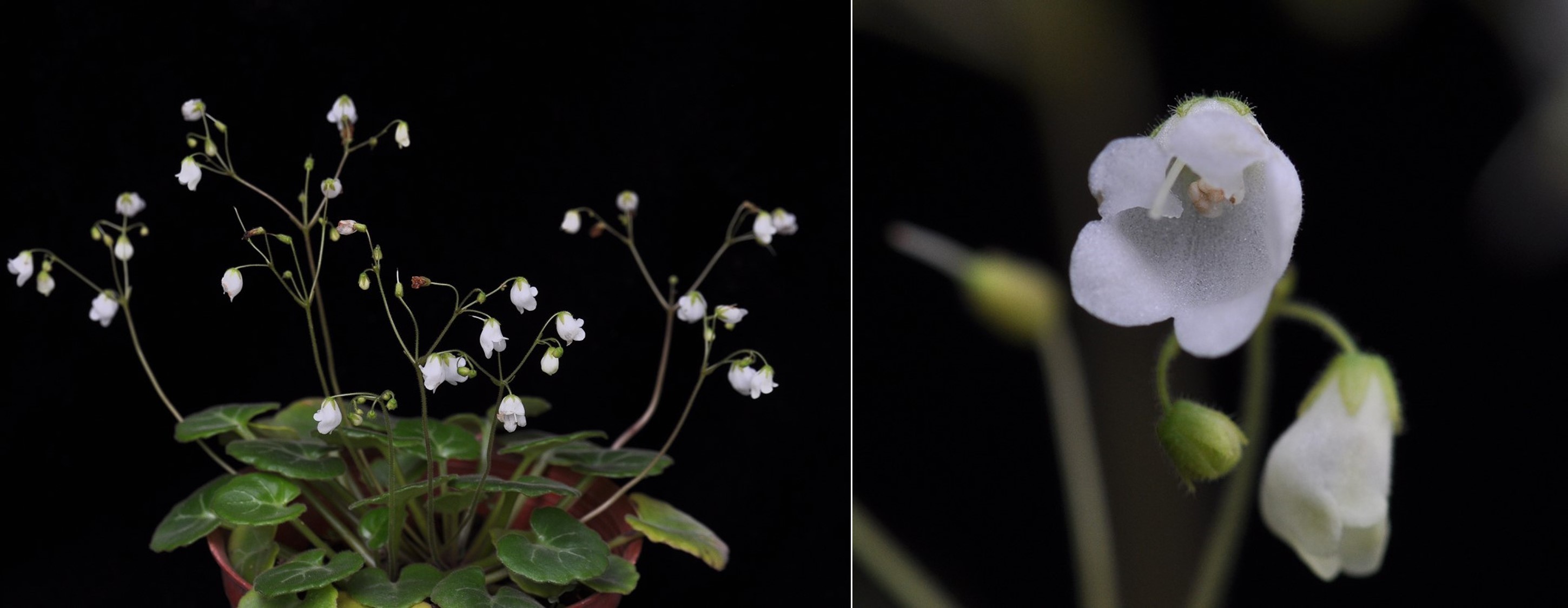 3.人工栽培繁殖的怀集报春苣苔