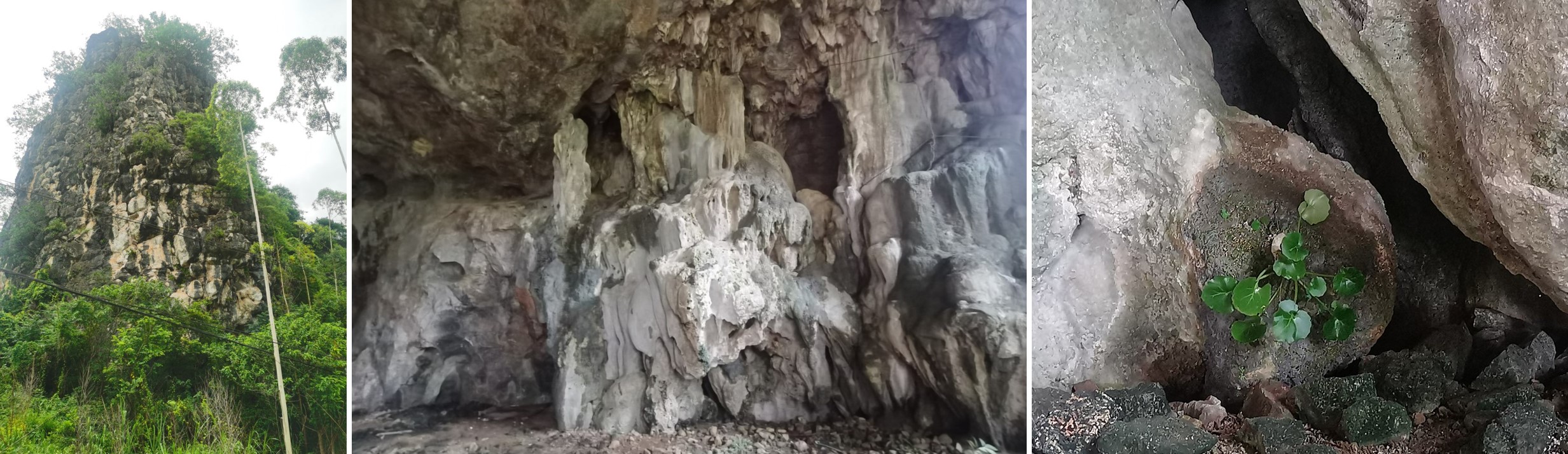 2.怀集报春苣苔原生境及野外种群现状