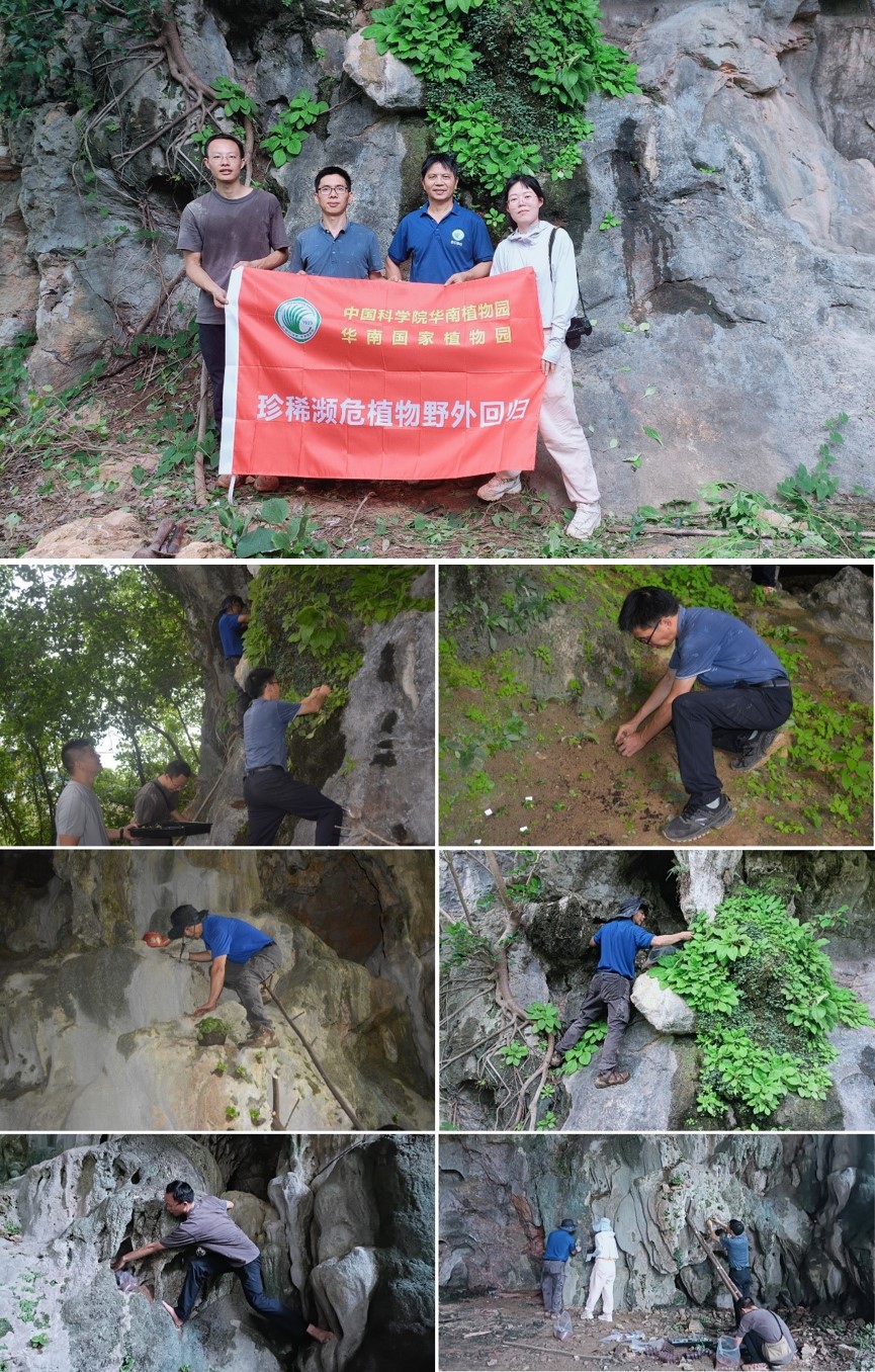 1.开展报春苣苔属植物野外回归工作