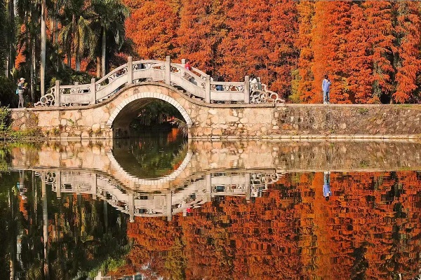 2.琪林桥与落羽杉 彭翔摄