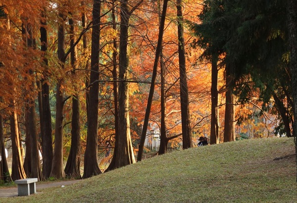 3.湖边落羽杉 何贯千摄
