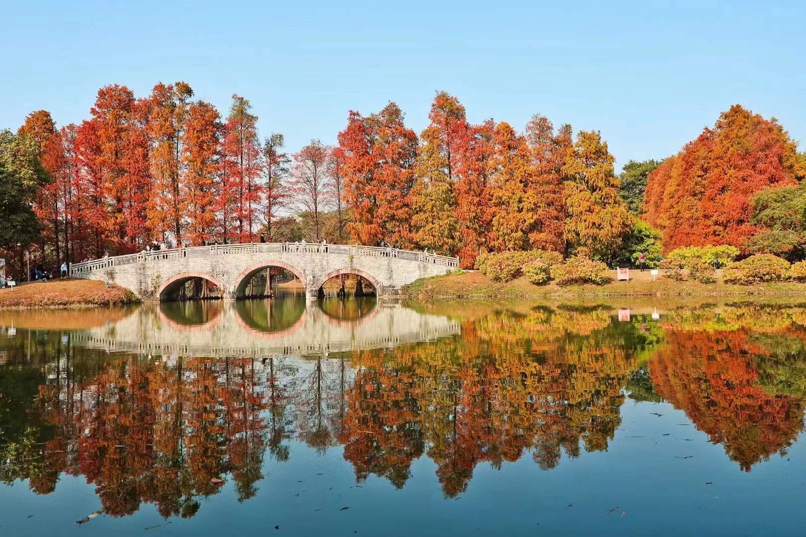 4.桥杉辉映 彭翔摄