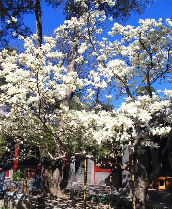 北京大觉寺的玉兰(来源于网络)