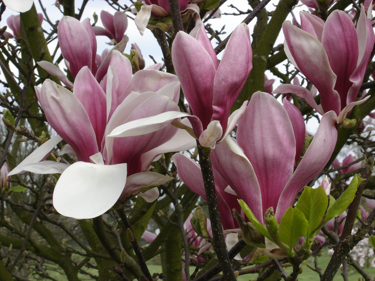 Magnolia × soulangeana 'Picture'(来源于网络)