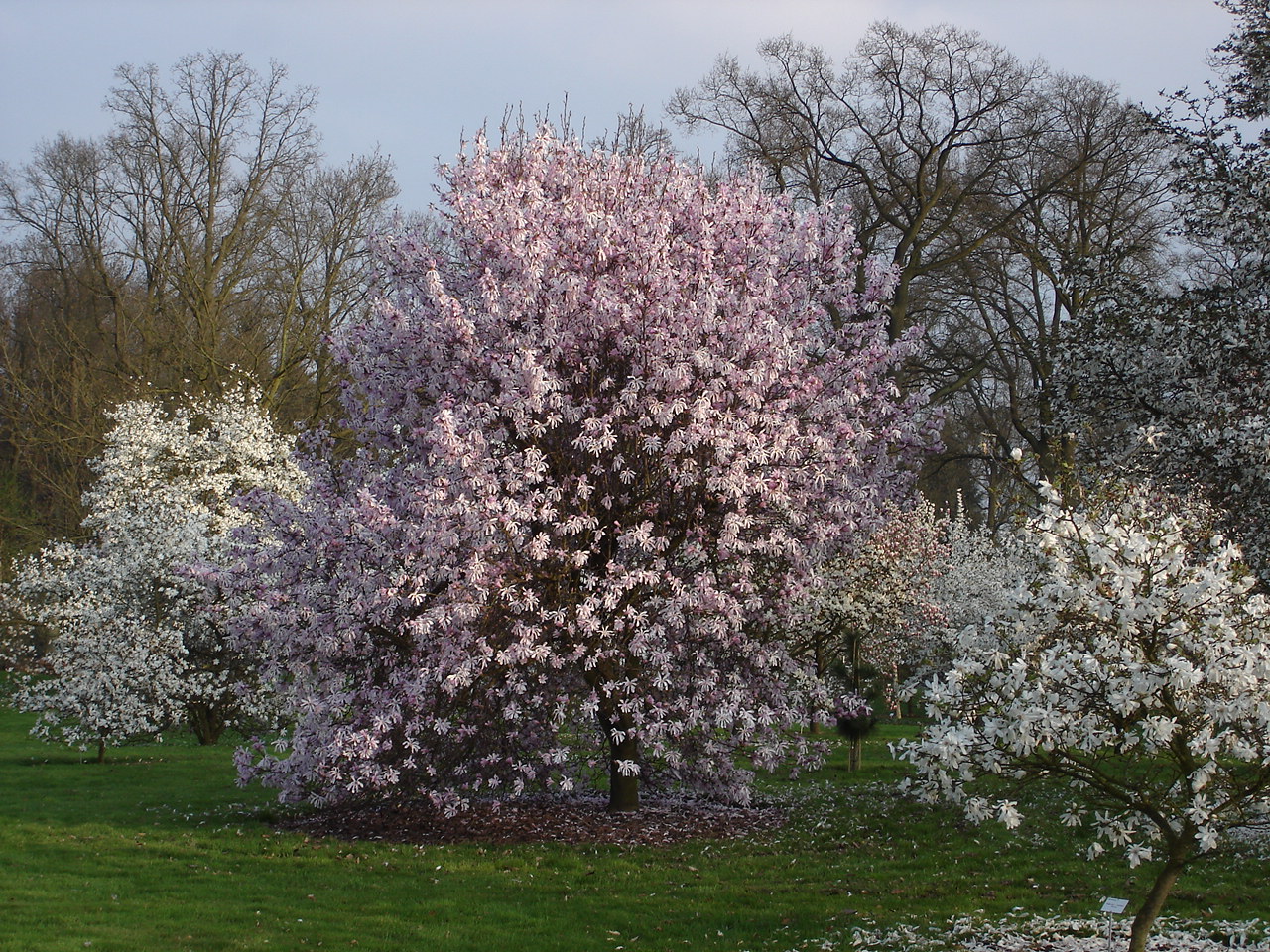 Magnolia × loebneri 'Leonard Messel'(来源于网络)