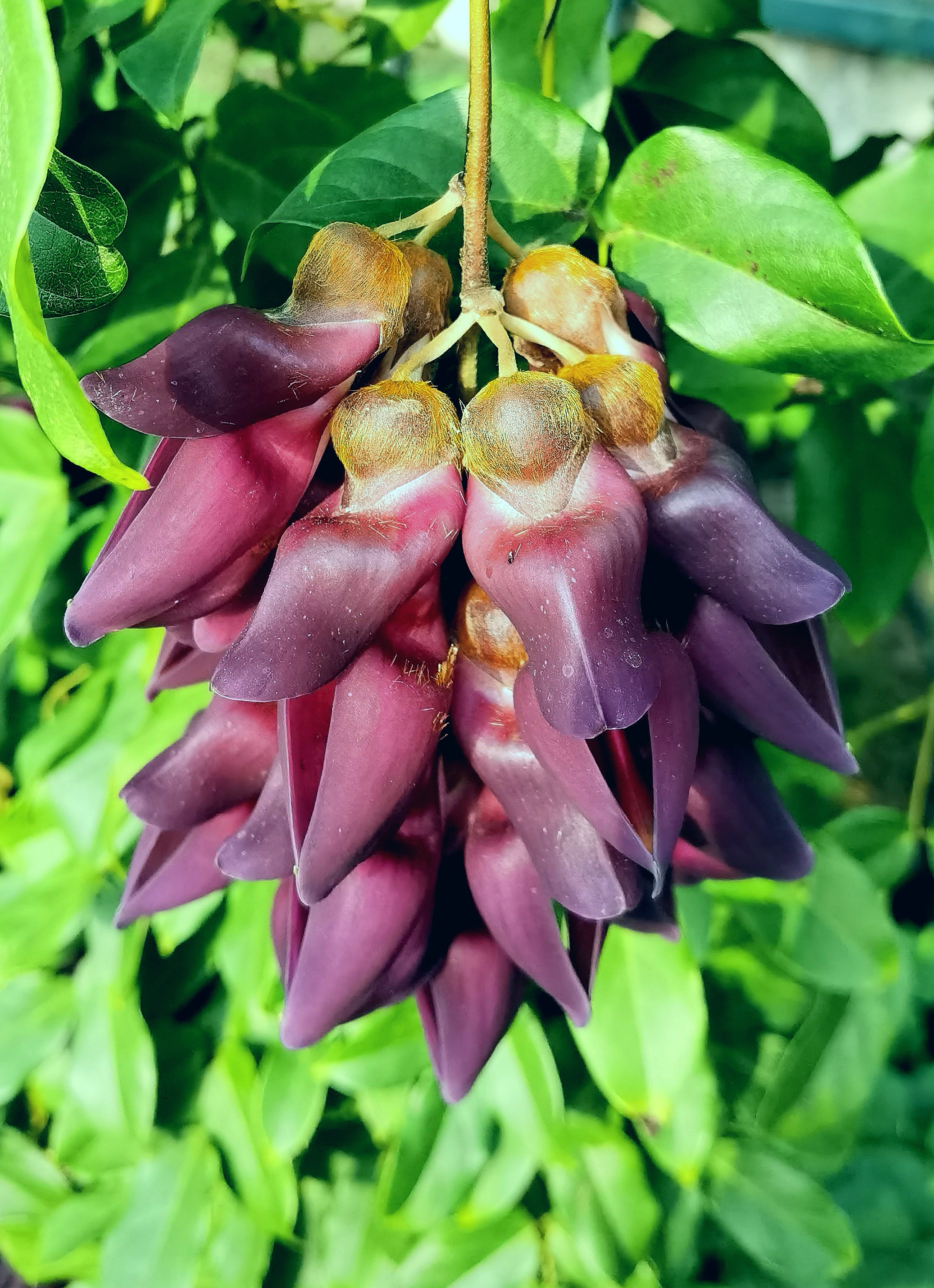 11 海南黧豆M.hainanensis