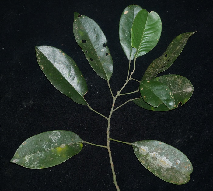 1.博罗红豆 Ormosia boluoensis