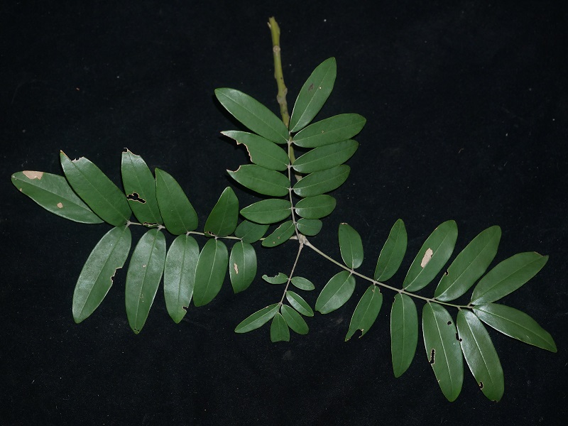 2.紫花红豆Ormosia purpureiflora(1)