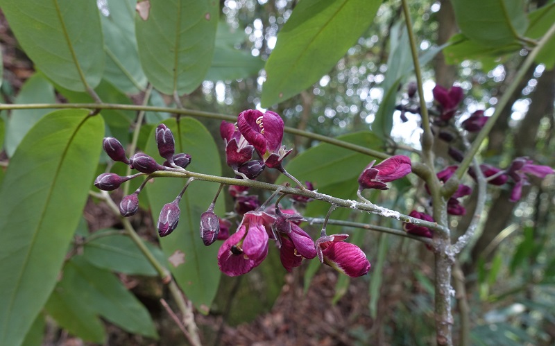 3.紫花红豆Ormosia purpureiflora