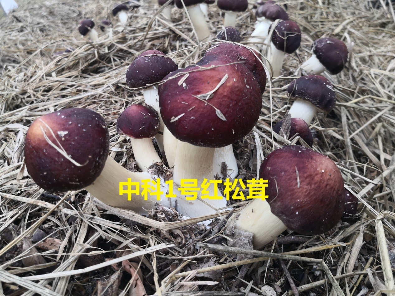 中科1号红松茸品种