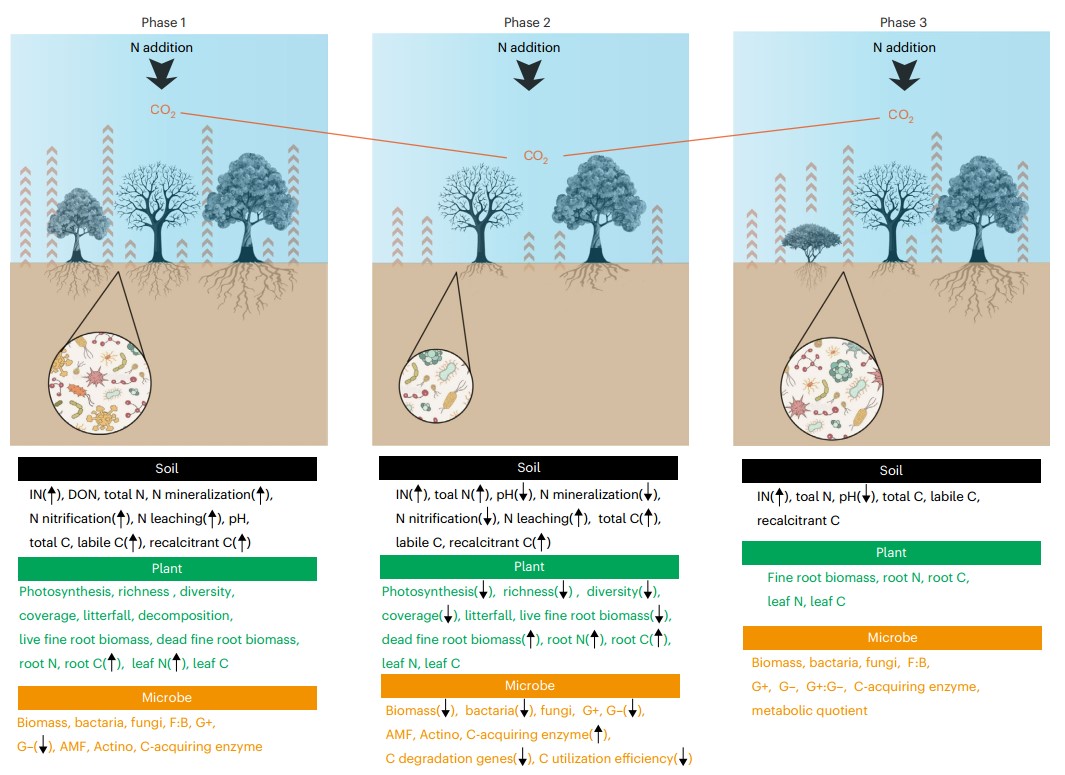 图2. 长期氮沉降调控热带森林土壤碳排放的机理框架