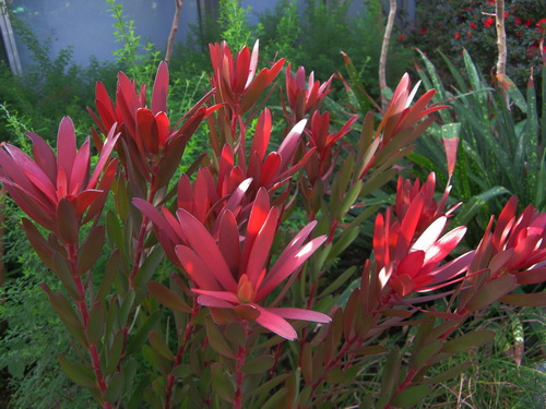 晚霞 Safari Sunset_调整大小.jpg