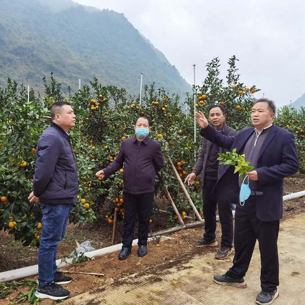 3. 与靖西市果业发展中心、市乡村振兴局领导开展柑橘产业调研