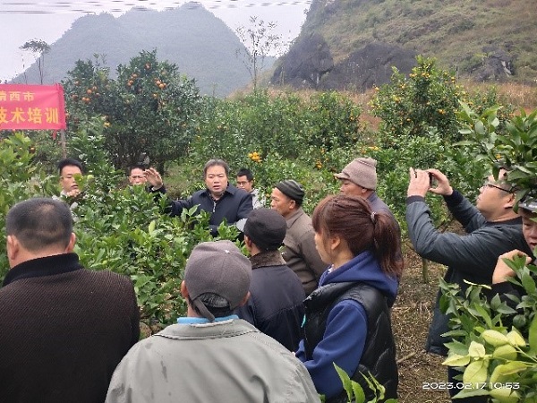 4. 柑橘优质高产高效栽培技术培训