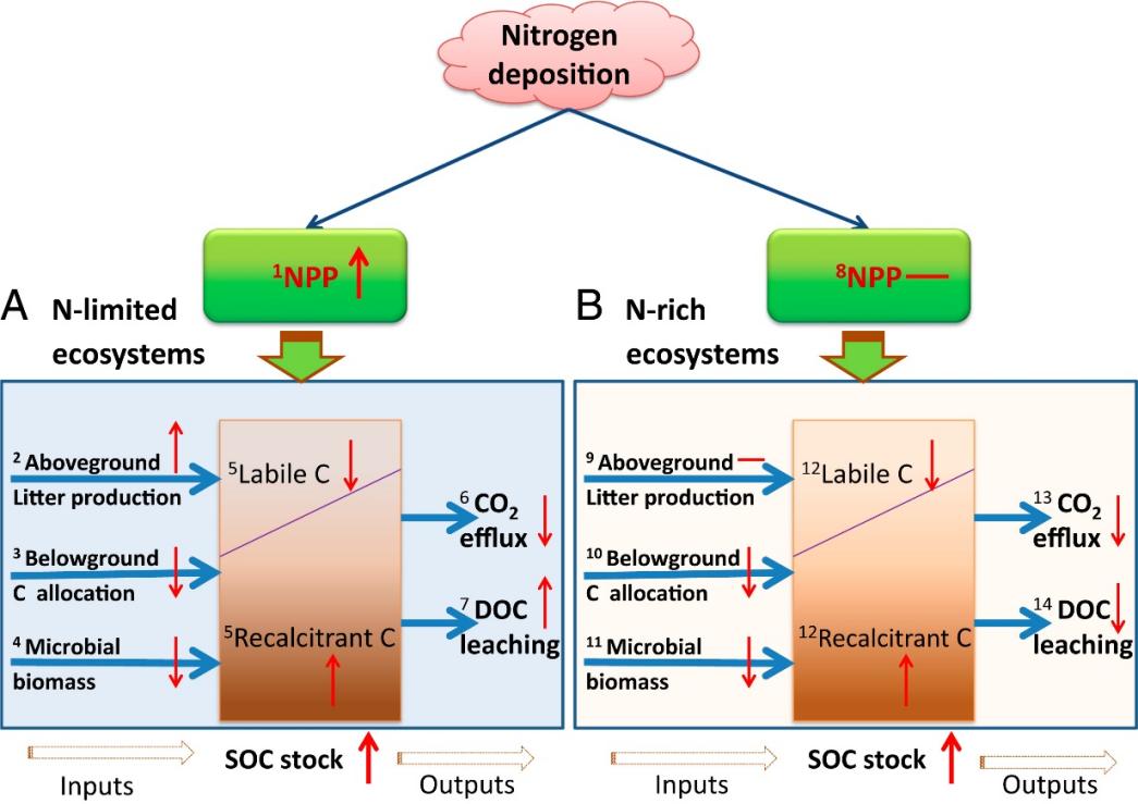 图1.“氮沉降促进热带森林捕获大气碳”研究成果框架图